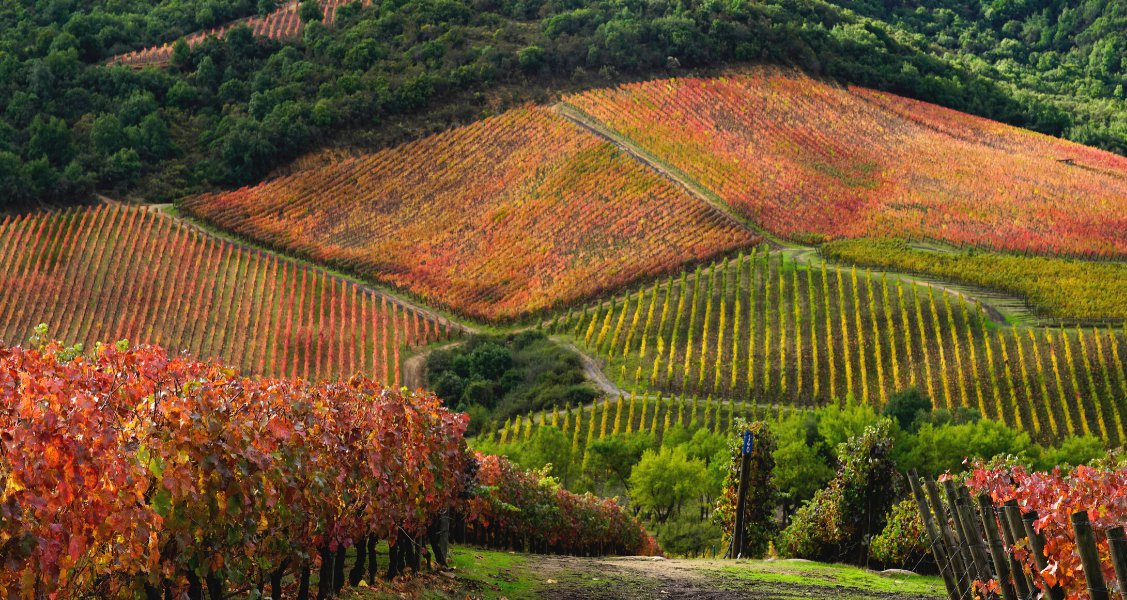 Chilean wine regions: Everything you need to know