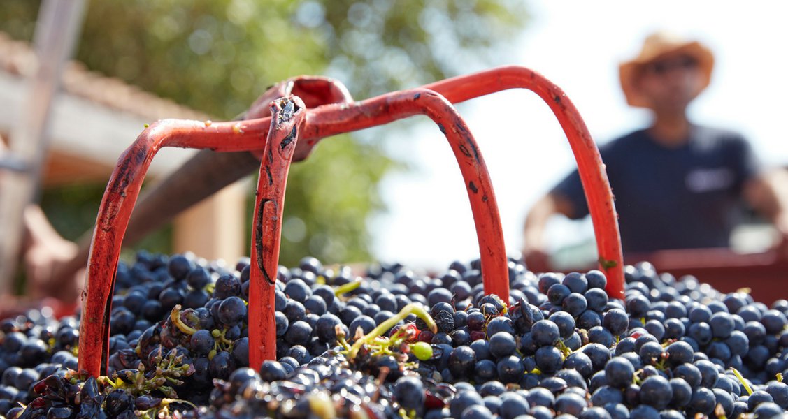 From grape to glass: how your wine gets from the vineyard to your table