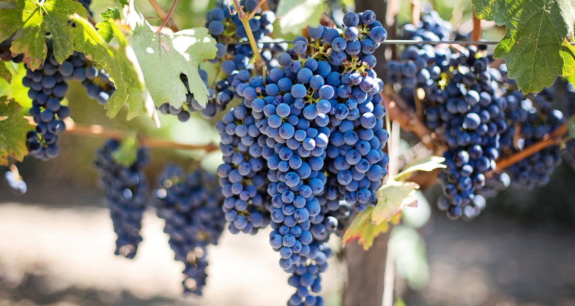 Red wine grape varieties