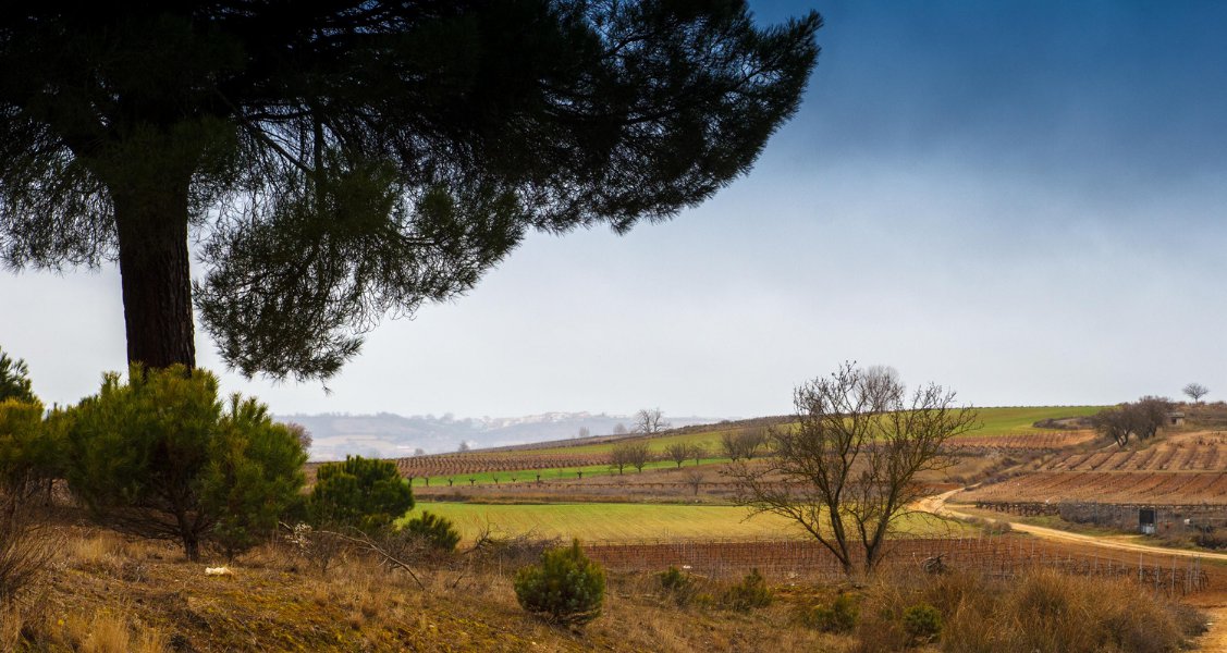 Wine region spotlight: Ribera del Duero