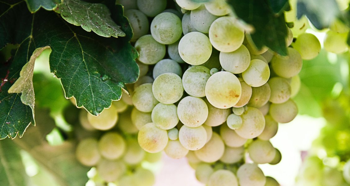 The Grape Diaries: Sauvignon Blanc